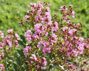 The vibrant flowers of the Lagerstroemia 'Infiniti Orchid' Crepe Myrtle, found in a 7" pot, dazzle in shades of pink against a blurred green background.