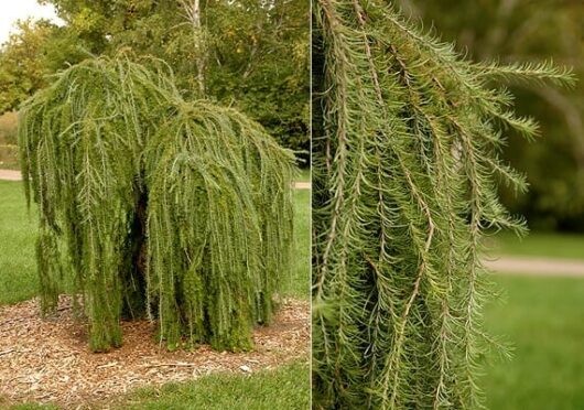 Larix 'Weeping Larch' in a 13" pot, showcasing its long, drooping branches on the left and a close-up of its thin, needle-like leaves on the right.