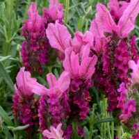 Close-up of vibrant Lavandula 'Sensation™ Rose' flowers with lush green foliage in the background, elegantly displayed in a 6" pot.