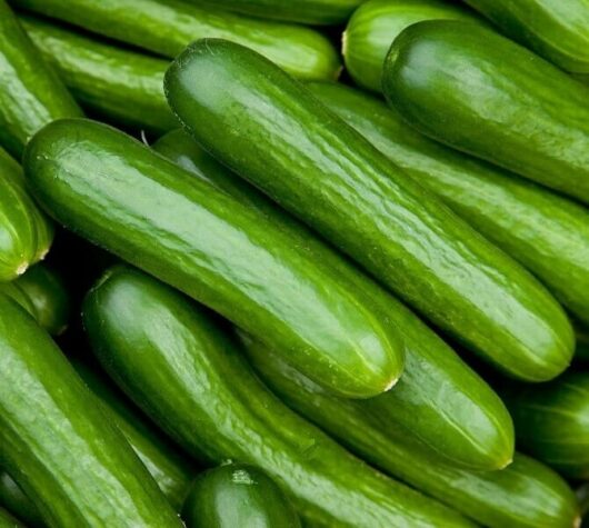 A stack of Cucumber 'Lebanese' 4" Pot creates a refreshing sight.