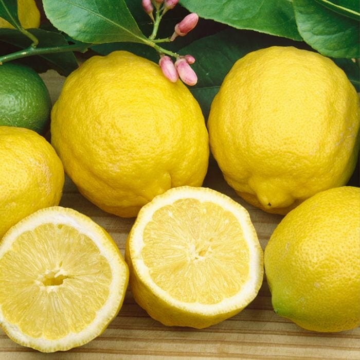 Лемон лид. Лимон Ичанский. Калабрийский лимон. Лимон Энтердонат. Палермо лимоны.