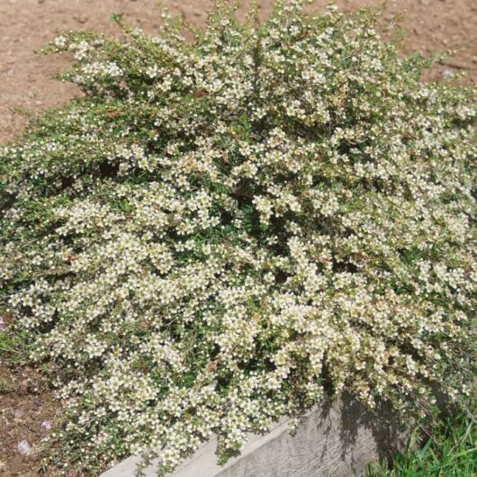 A dense bush of Leptospermum 'Little Bun' Tea Tree, featuring small white flowers, grows over a stone border in the garden.