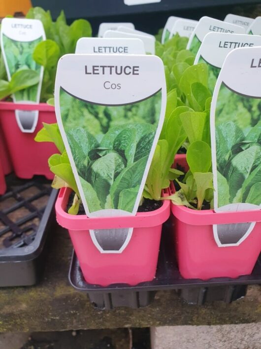 Lettuce 'Cos' in 3" pots, each featuring a vibrant pink color and a neatly handwritten label.