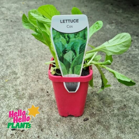 Lettuce 'Cos' 3" Pot
