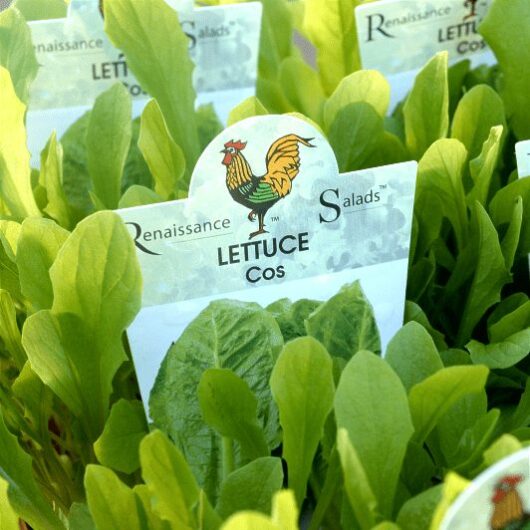 Lettuce 'Cos'