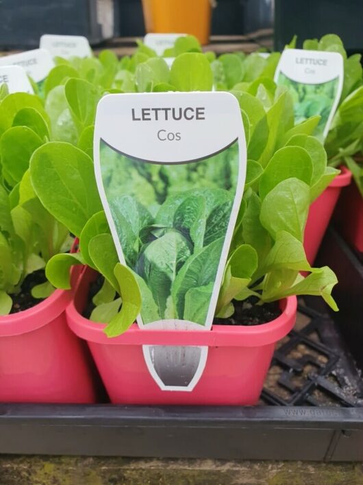 Lettuce 'Cos' 4" Pot plants equipped with labeled tags, displayed in red containers.
