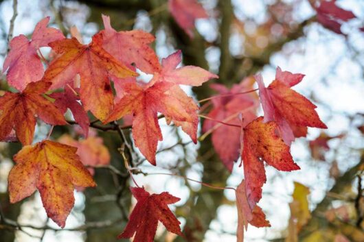 A close-up of red and orange autumn leaves on the branches of a Liquidambar 'Burgundy' Sweetgum in a 16'' pot, set against a blurred background.