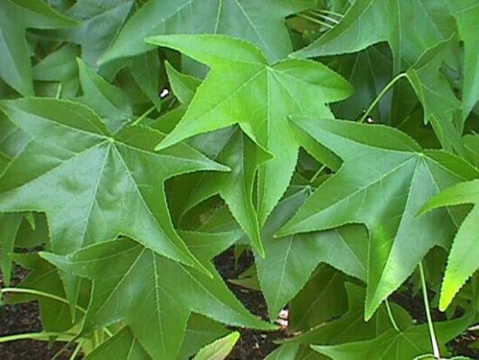 Close-up of several bright green star-shaped Liquidambar 'Burgundy' Sweetgum leaves, flourishing beautifully in a dense arrangement in a 16'' pot.