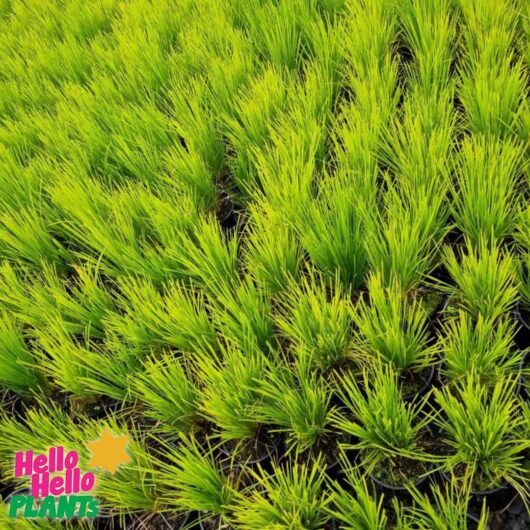 Lomandra 'Lime Tuff' 6" Pot