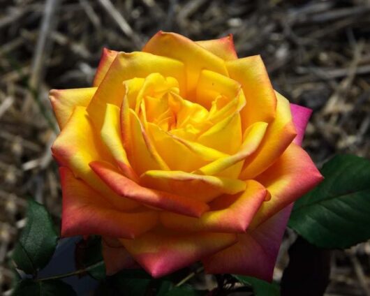 Close-up of the vibrant Rose 'Magma' Bush Form, showcasing its yellow petals that transition into pink edges like flowing magma, set against a blurred natural background.