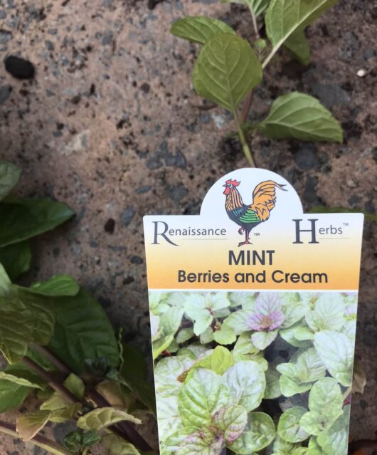 Label for mint variety "Mint 'Berries and Cream'" from Renaissance Herbs, showcasing lush mint leaves against a textured stone background with a hint of berries and cream.