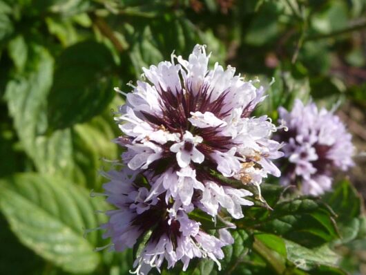 Close-up of the Mint 'Eau de Cologne' plant in a 3" pot, showcasing its small clusters of purple and white petals nestled amongst vibrant green leaves, reminiscent of its fresh fragrance.