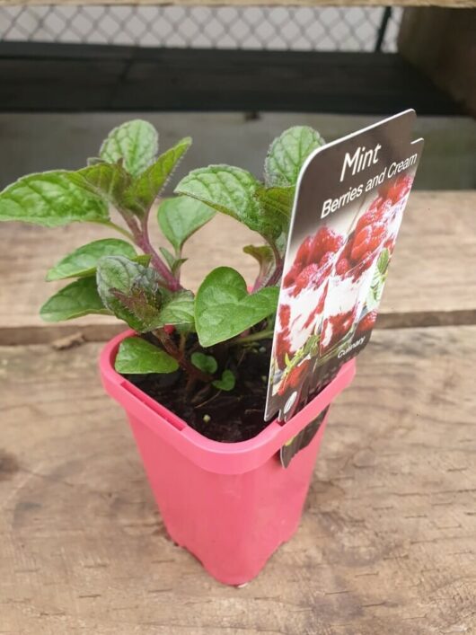 A charming mint plant from the Mint 'Berries and Cream' 3" Pot sits elegantly on a wooden surface.