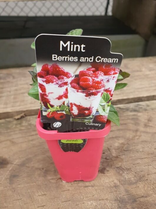 A delightful Mint 'Berries and Cream' 4" Pot rests on a wooden surface, showcasing an image of a layered dessert. The pink pot infuses your decor with sweetness, elegantly blending the refreshing appeal of mint with the visual charm of berries and cream.