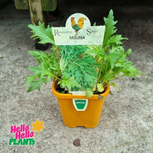 Mizuna 'Japanese Greens' 4" Pot