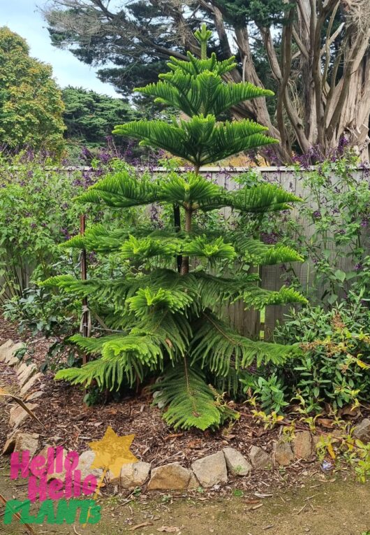 Araucaria norfolk island pine tree green conifer pine growing in garden hello hello plants logo
