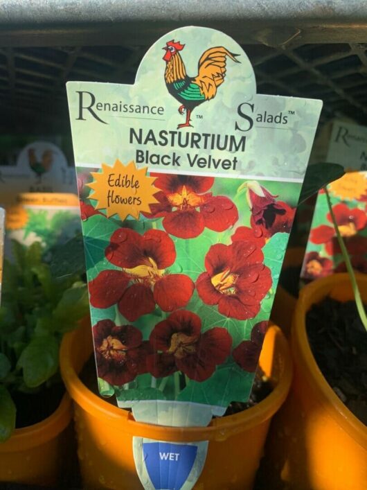 Nasturtium 'Black Velvet' 4" Pot