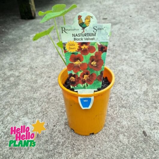 Nasturtium 'Black Velvet' 4" Pot