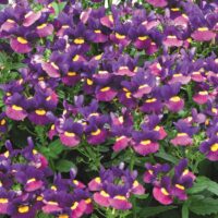 The Nemesia 'Sugarberry' in a 6" pot flourishes with clusters of purple and pink flowers featuring yellow centers, all set against a backdrop of vibrant green leaves.