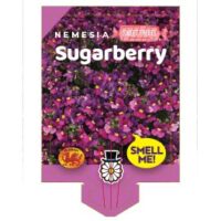 Label for Nemesia 'Sugarberry' flowers in a 6" pot, showcasing a purple and yellow design with the phrases "Sweet Treats" and "Smell Me!