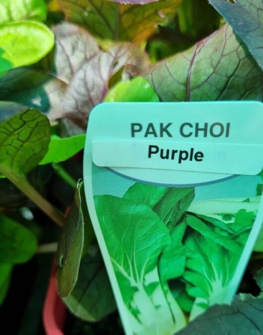 Pak Choi 'Purple' Baby Bok Choi 3" Pot