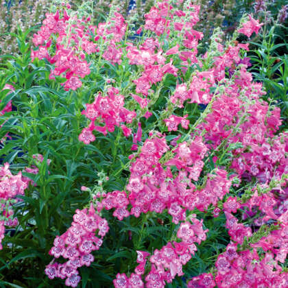 Penstemon