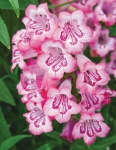 Close-up of Penstemon 'Cha Cha Pink' flowers showcasing their delicate pink and white petals, nestled among lush green leaves. This 6" pot adds a vibrant charm to any garden or windowsill.