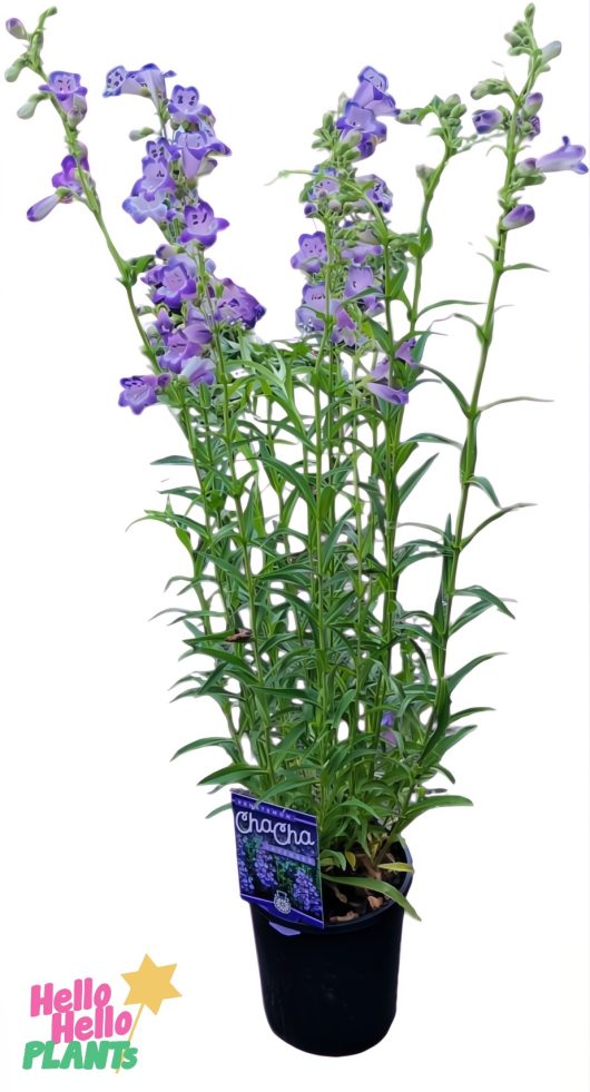Tall plant with clusters of small purple flowers and green leaves in a sleek black pot, labeled 'Penstemon "Cha Cha Lavender" 6" Pot.'.