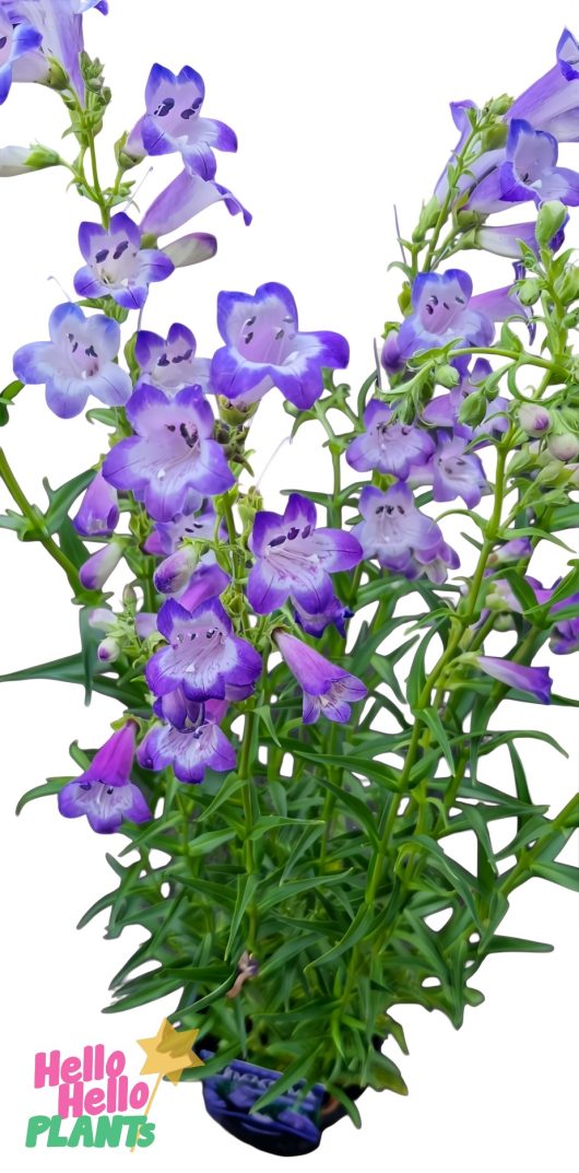 The Penstemon 'Cha Cha Lavender' 6" Pot, with its purple bell-shaped flowers and lush green leaves, is elegantly showcased against a white background.
