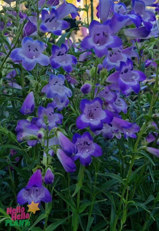 The Penstemon 'Cha Cha Lavender' in a 6" pot showcases vibrant purple and lavender blooms, enhanced by lush green foliage, as a stunning garden feature.