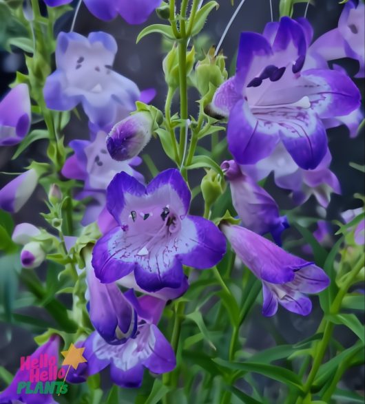 The garden is adorned with Penstemon 'Cha Cha Lavender' flowers, featuring purple and white bell-shaped blooms and green stems. An insect rests on one blossom, adding charm when planted in a 6" pot or as part of your display.