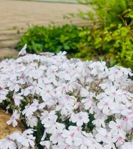 A cluster of Phlox 'Amazing Grace' blooms, small white flowers with pink centers, thrives in a lush 6" pot surrounded by greenery and stone, set against a paved surface.