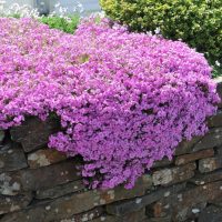 A stone wall with lush clusters of bright purple Phlox 'Amazing Grace' 6" Pot cascading over its edge, set against greenery in the background, reminiscent of Amazing Grace.