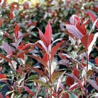 A row of Photinia 'Wonder Hedge' planted in 6" pots forms a breathtaking garden backdrop, with its red-tinted leaves perfectly aligned like a natural masterpiece.