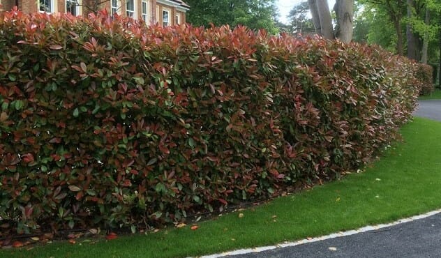 Large Native Hedge (1m plus)