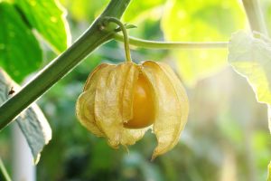 Close-up of a single yellow tomato encased in a partially open papery husk, reminiscent of Cape Gooseberry 'Little Lanterns' 5" Pot, hanging from a green vine with sunlight filtering through leaves in the background.
