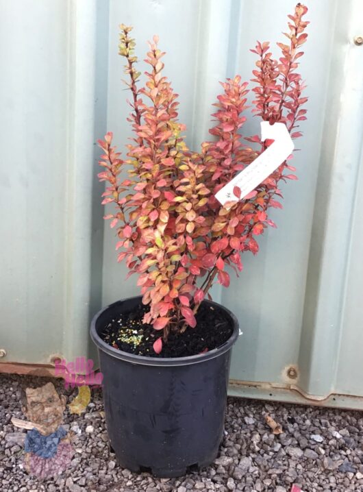 Berberis 'Pow Wow' Japanese Barberry 8" Pot