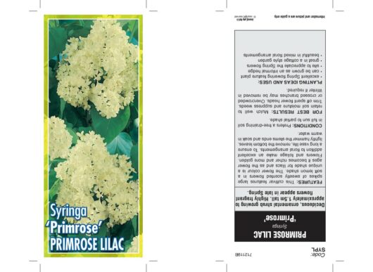 This Syringa 'Primrose' Lilac 10" Pot plant tag showcases a photo of its stunning yellow blooms. Ideal for any garden or pot display, it includes essential information on plant care and growth.