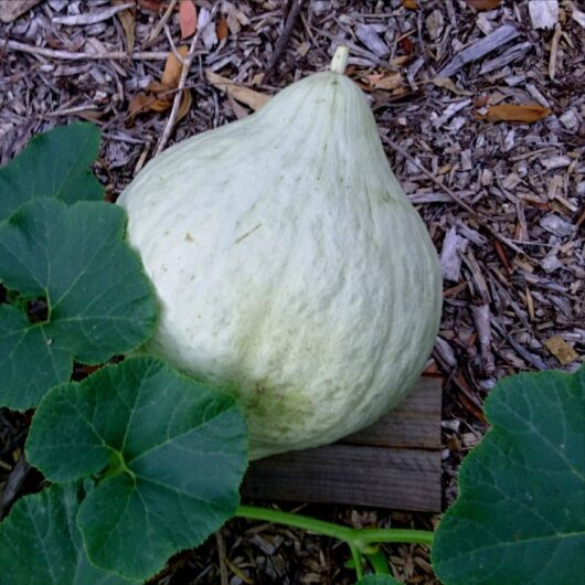 A 'Blue Hubbard' pumpkin in a 4" pot, with its pale green hue, sits on wooden planks surrounded by leaves and wood chips.