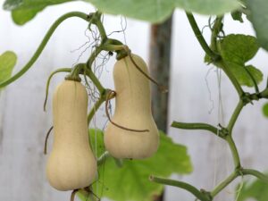 Two 'Butternut' pumpkins emerge gracefully from a lush vine, surrounded by vibrant green leaves reminiscent of a pumpkin patch.