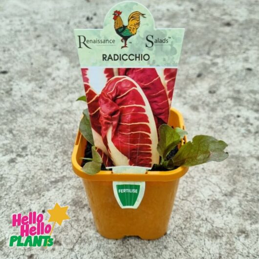 Radicchio 4" Pot