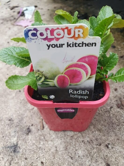 A vibrant Radish 'Lollipop' plant flourishes in a 4" pot with a striking red container, enhancing the charm of the concrete surface.