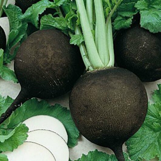 Close-up of whole and sliced 'Spanish Black' radishes featuring vibrant green leaves.