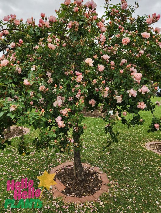 Rosa Albertine Rambling Rose David Austin standard climbing weeping rose salmon pink blooms