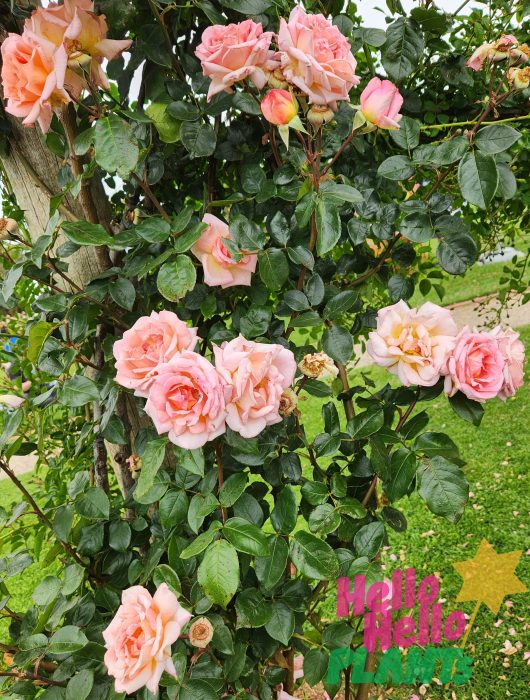 Rosa Compassion climbing rose flower peach pink apricot rose climbing on a bush