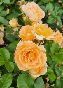 Rosa floribunda Peach profusion rose peach orange roses growing in a garden
