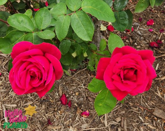 avon hybrid tea rose