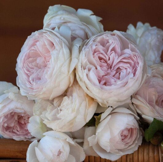 A bouquet of Rose 'Earth Angel' featuring pale pink and white roses with ruffled petals.