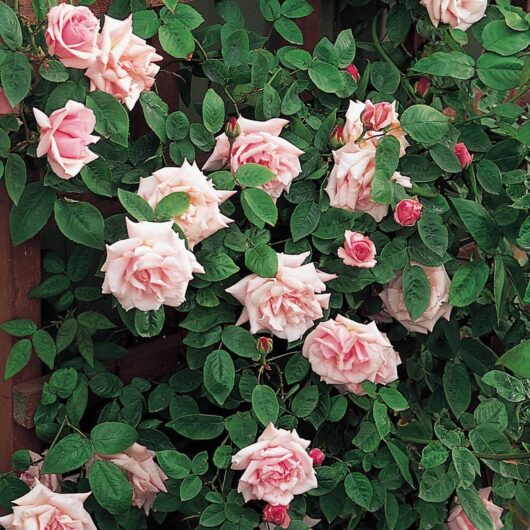 A lush climber of Rose 'Kathleen Harrop' with vibrant, green leaves elegantly grows against a wooden fence.