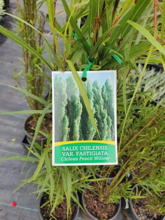Salix 'Chilean Pencil Willow' 8'' Pot